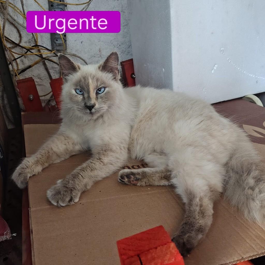 Sofia, gata de porte médio para adoção em São Paulo - SP