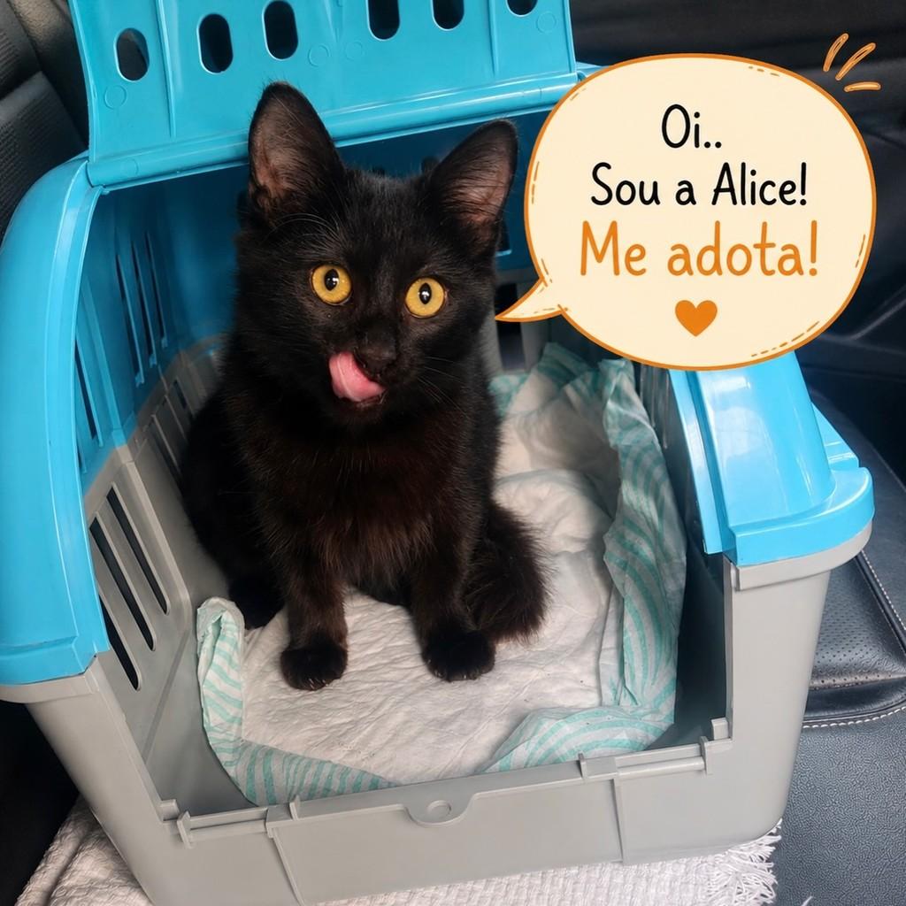 Alice, gata de porte pequeno para adoção em São Paulo - SP