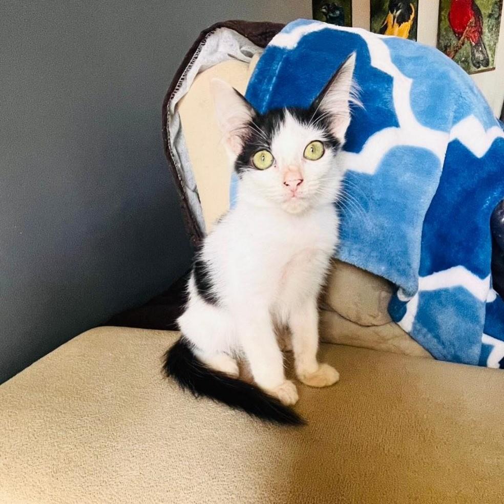 Pandora, gato de porte pequeno para adoção em Aracaju - SE