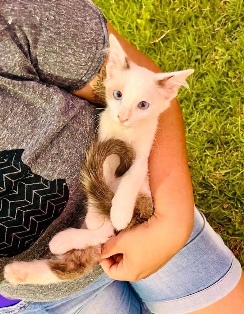 Licia, gata de porte pequeno para adoção em Aracaju - SE
