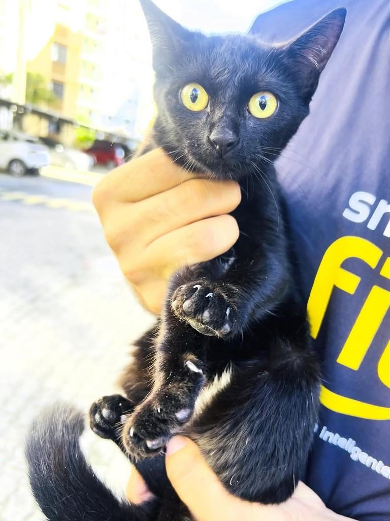 Maitê, gato de porte pequeno para adoção em Aracaju - SE
