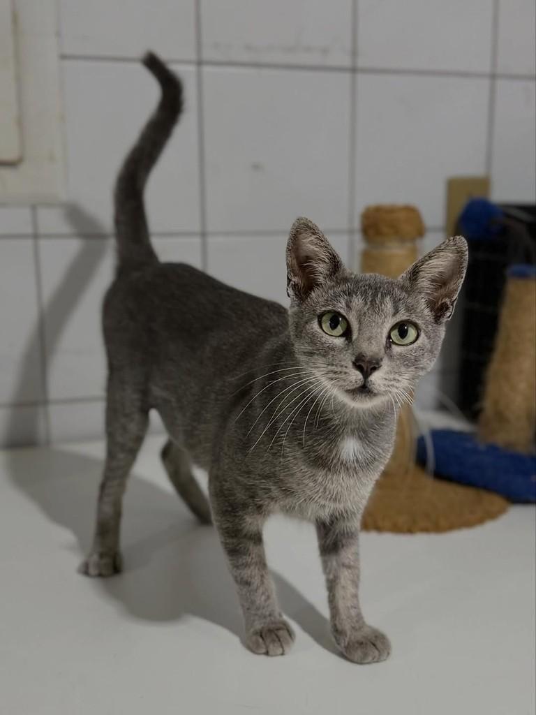 Jasmine, gata de porte pequeno para adoção em Aracaju - SE