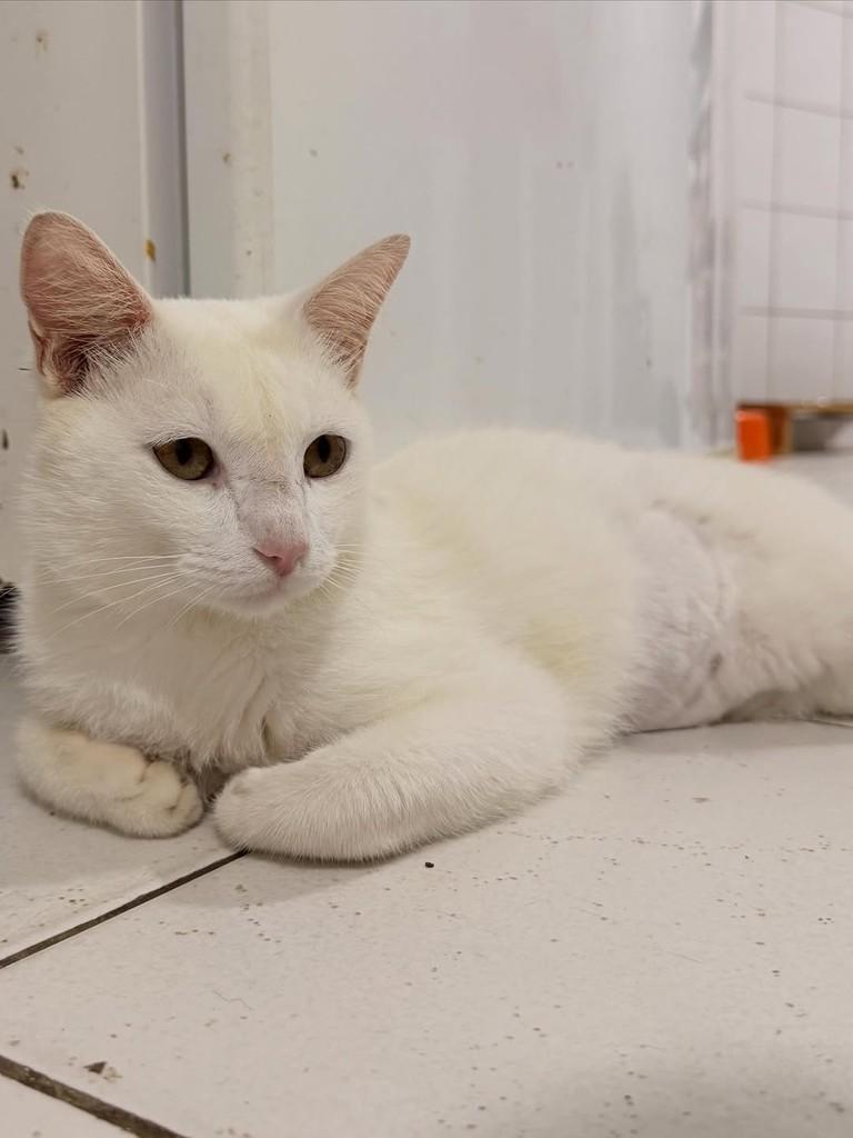 Floquinho, gato de porte médio para adoção em Aracaju - SE