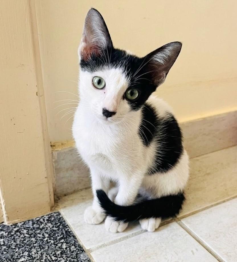 Sushi, gato de porte pequeno para adoção em Aracaju - SE