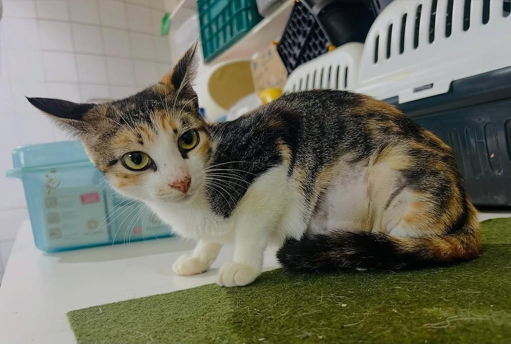 Aurora, gato de porte pequeno para adoção em Aracaju - SE