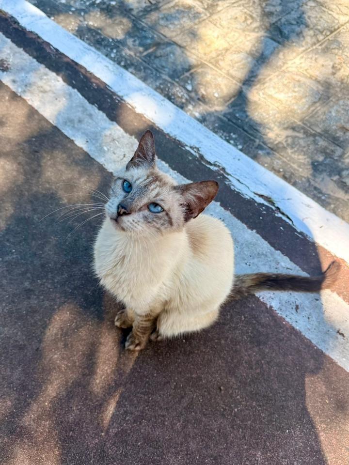 Lola, gato de porte pequeno para adoção em Aracaju - SE