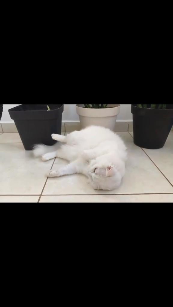 Marie, gata de porte pequeno para adoção em Aracaju - SE