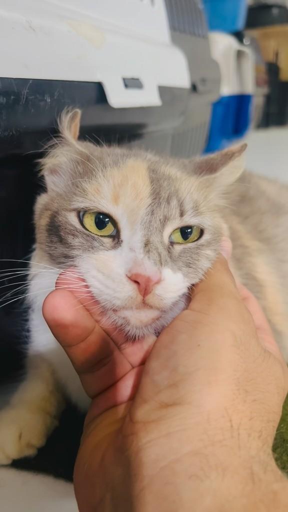 Baby, gata para adoção em Aracaju - SE