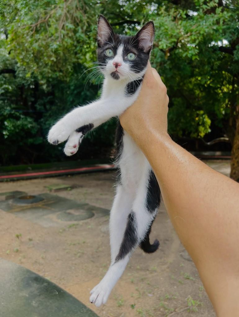 Guerreirinho, gato de porte pequeno para adoção em Aracaju - SE