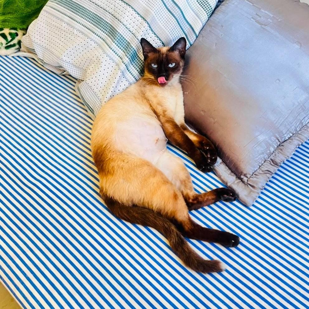 Panqueca, gata de porte pequeno para adoção em Aracaju - SE