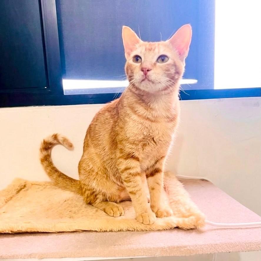Caju, gato de porte médio para adoção em Aracaju - SE
