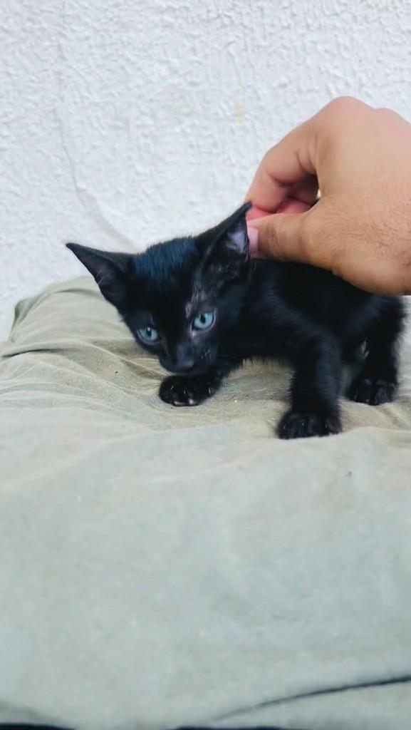 Panterinha, gata de porte pequeno para adoção em Aracaju - SE