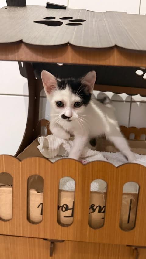 Malu, gata de porte pequeno para adoção em Aracaju - SE