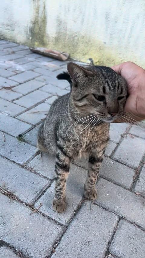 Barty, gato de porte médio para adoção em Aracaju - SE
