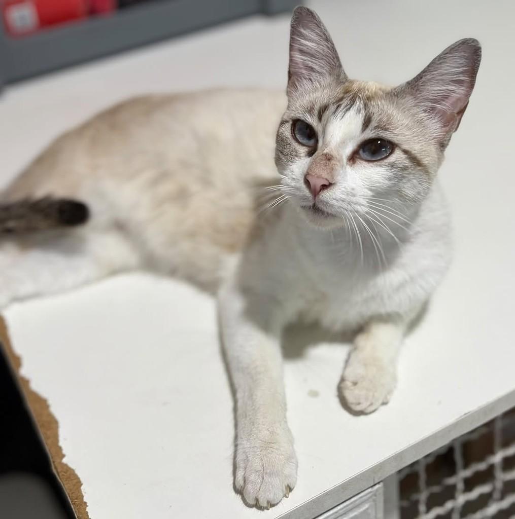 Cristal, gata de porte pequeno para adoção em Aracaju - SE