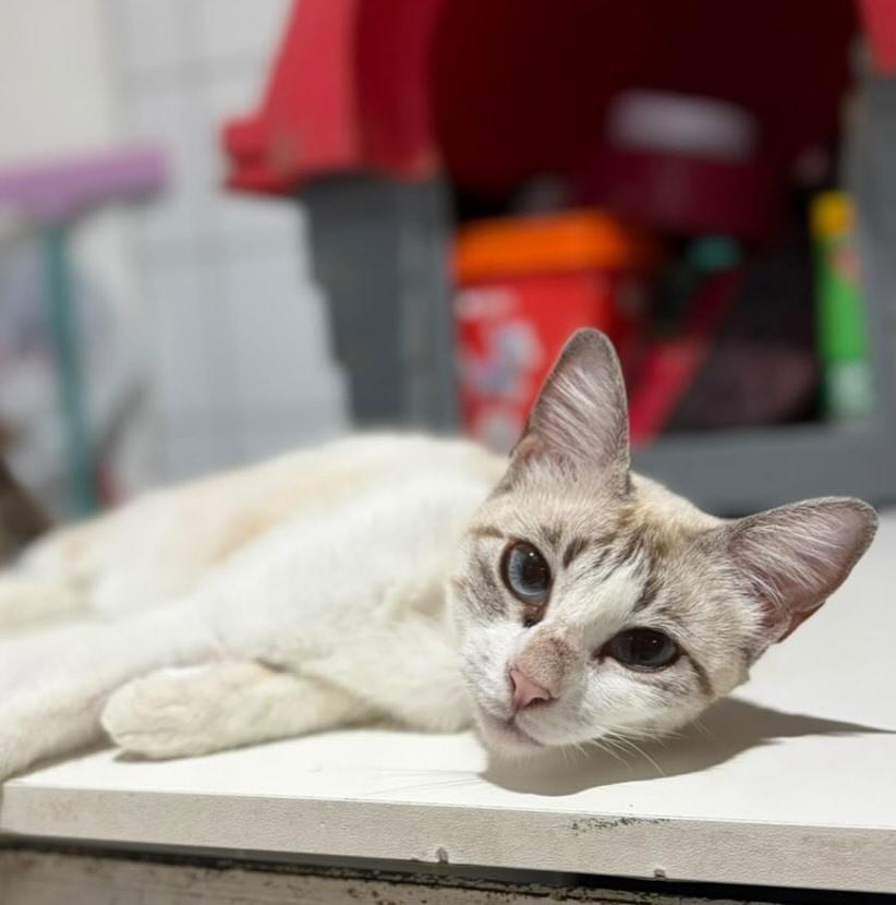 Cristal, gata de porte pequeno para adoção em Aracaju - SE — foto 2 de 4