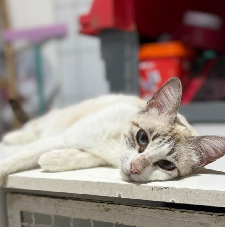 Cristal, gata de porte pequeno para adoção em Aracaju - SE — foto 3 de 4