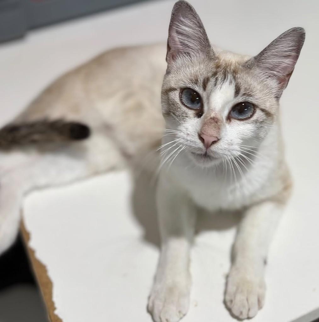 Cristal, gata de porte pequeno para adoção em Aracaju - SE — foto 4 de 4
