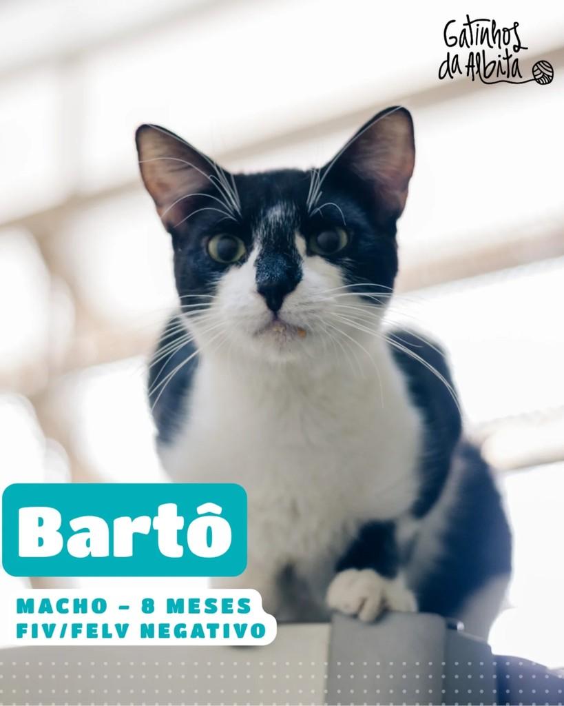 Bartô, gato de porte pequeno para adoção em Belo Horizonte - MG