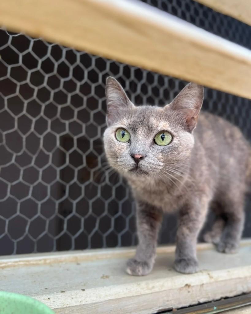Vênus, gata de porte pequeno para adoção em Belo Horizonte - MG