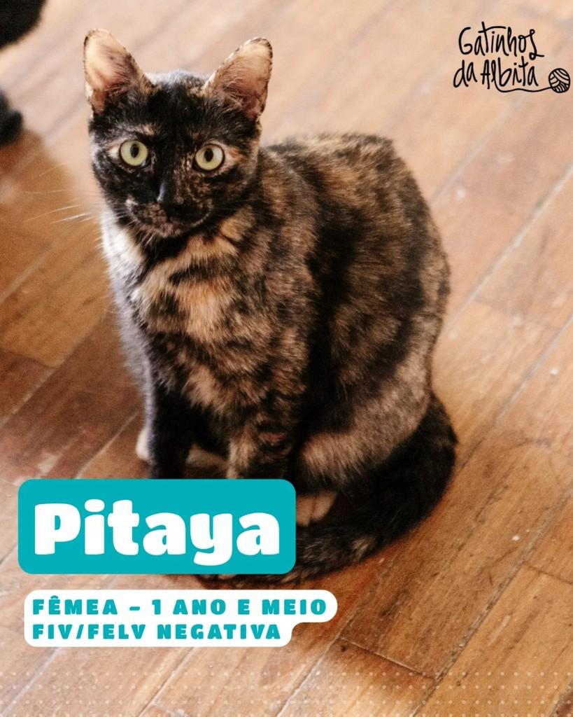 Pitaya, gata para adoção em Belo Horizonte - MG