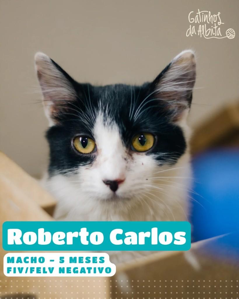 Roberto Carlos, gato de porte pequeno para adoção em Belo Horizonte - MG