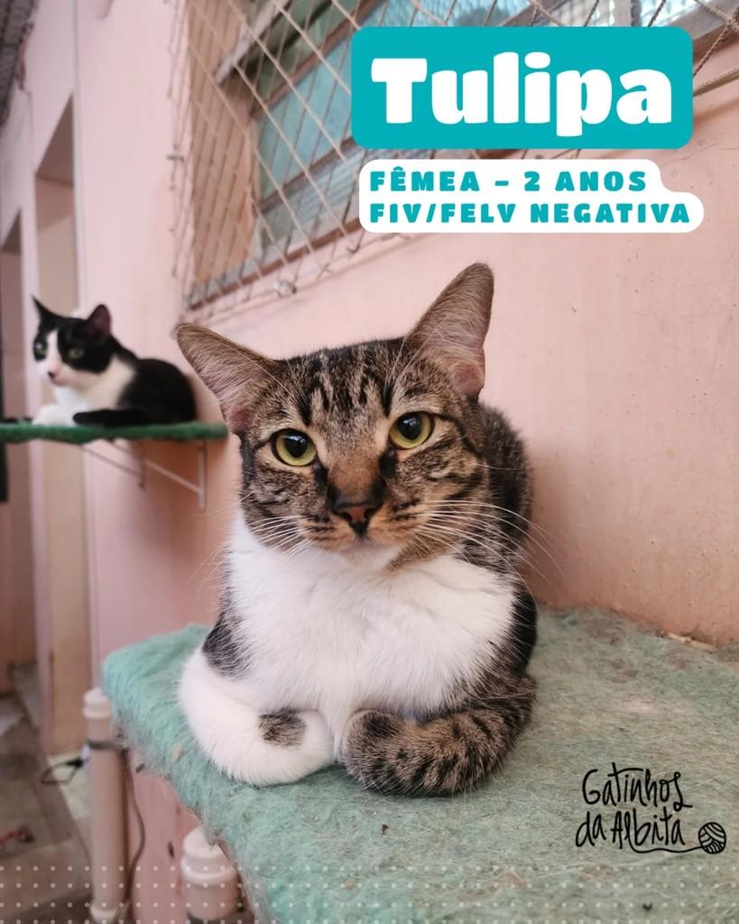 Tulipa, gata de porte médio para adoção em Belo Horizonte - MG