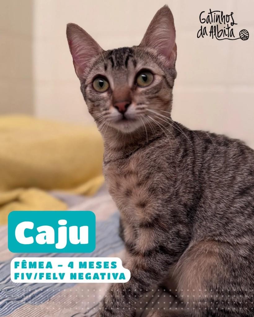 Caju, gata de porte pequeno para adoção em Belo Horizonte - MG