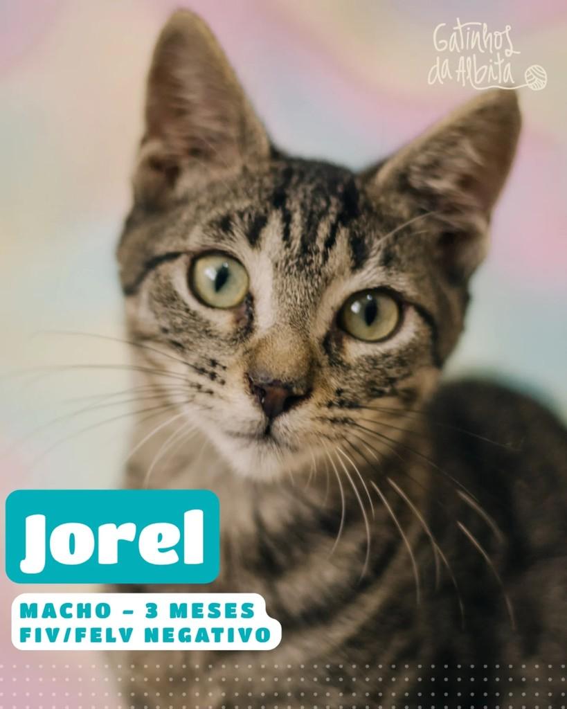 Jorel, gato de porte pequeno para adoção em Belo Horizonte - MG