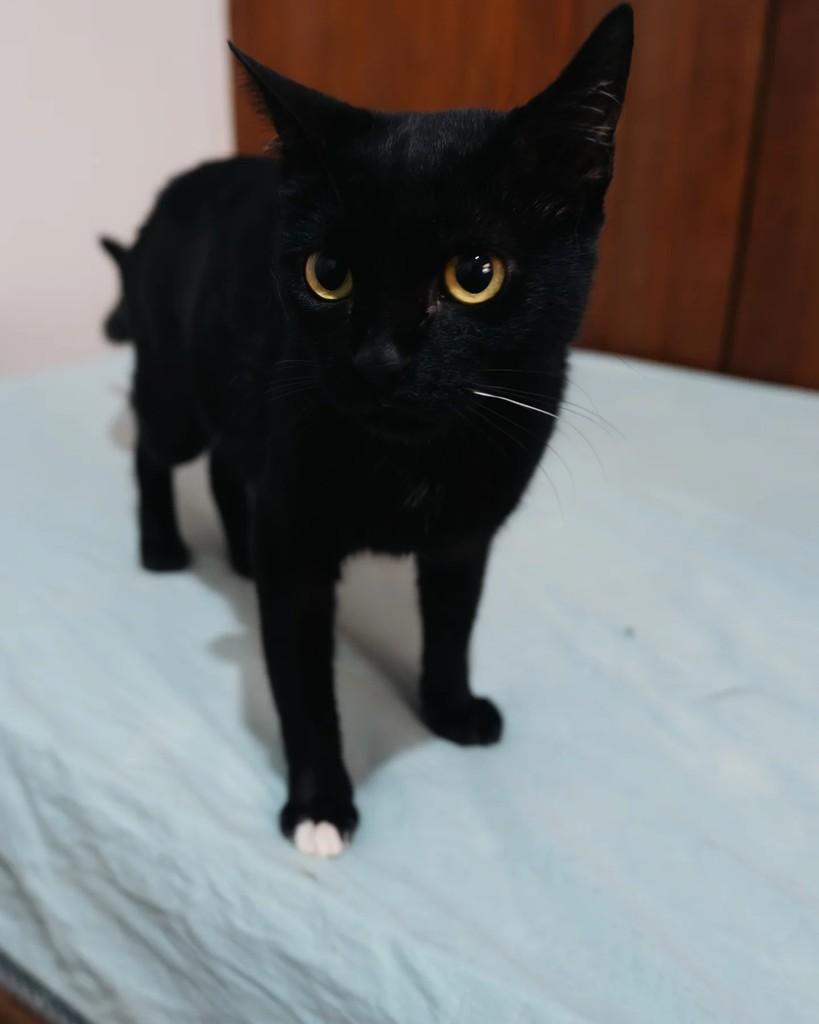 Elza, gata de porte pequeno para adoção em Belo Horizonte - MG