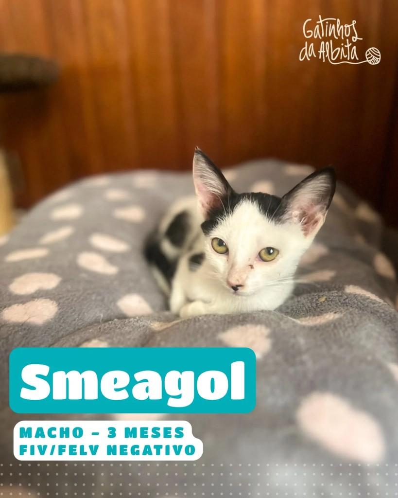 Smeagol, gato de porte pequeno para adoção em Belo Horizonte - MG