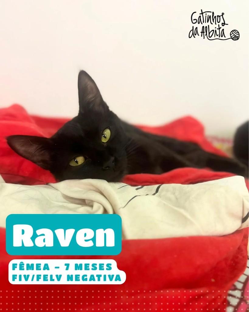 Raven, gata de porte pequeno para adoção em Belo Horizonte - MG