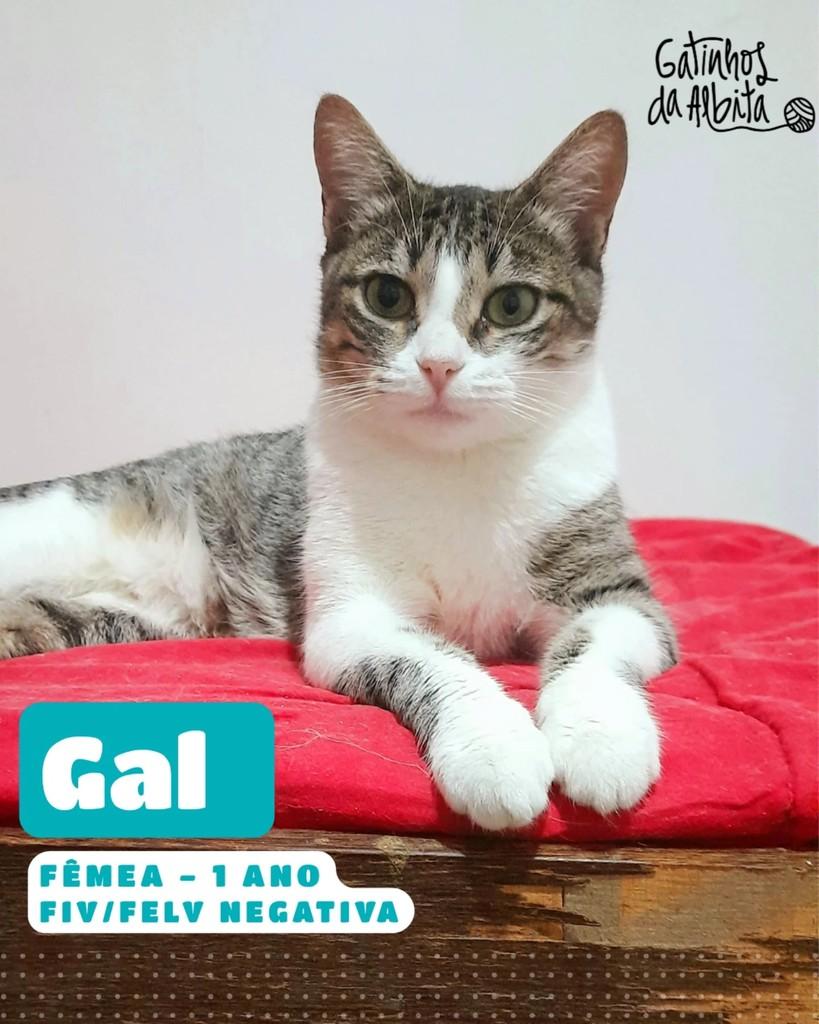 Gal, gata de porte médio para adoção em Belo Horizonte - MG