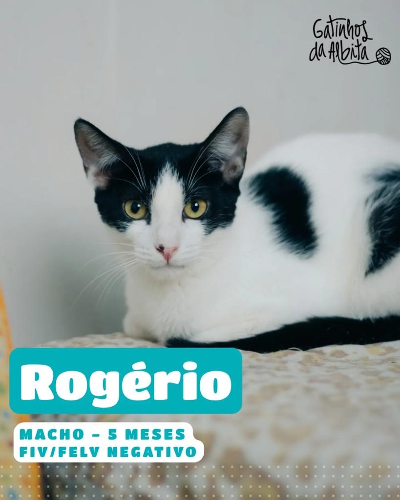 Rogério, gato para adoção em Belo Horizonte - MG