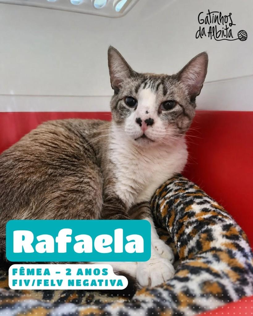 Rafaela, gata de porte médio para adoção em Betim - MG