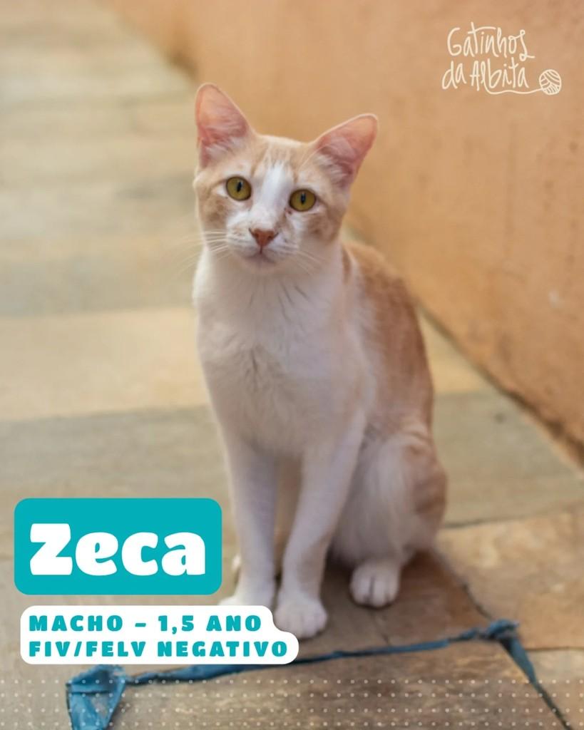 Zeca, gato de porte pequeno para adoção em Belo Horizonte - MG
