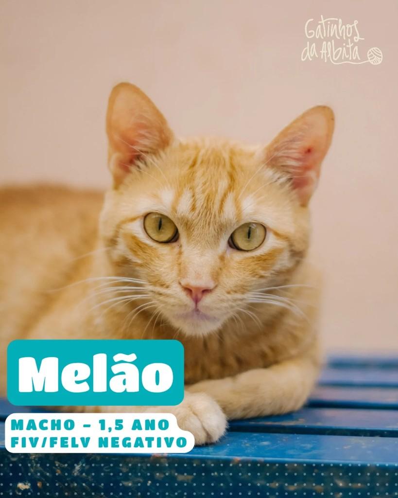 Melão, gato de porte pequeno para adoção em Belo Horizonte - MG