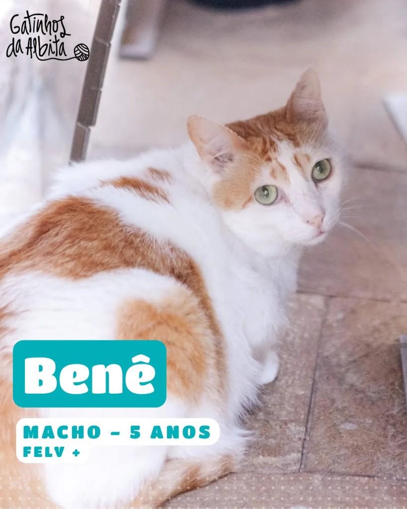 Benê, gato para adoção em Belo Horizonte - MG