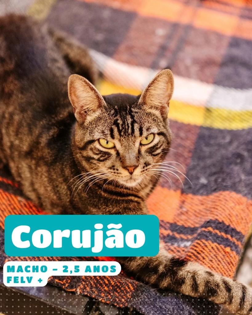 Corujão, gato de porte pequeno para adoção em Belo Horizonte - MG