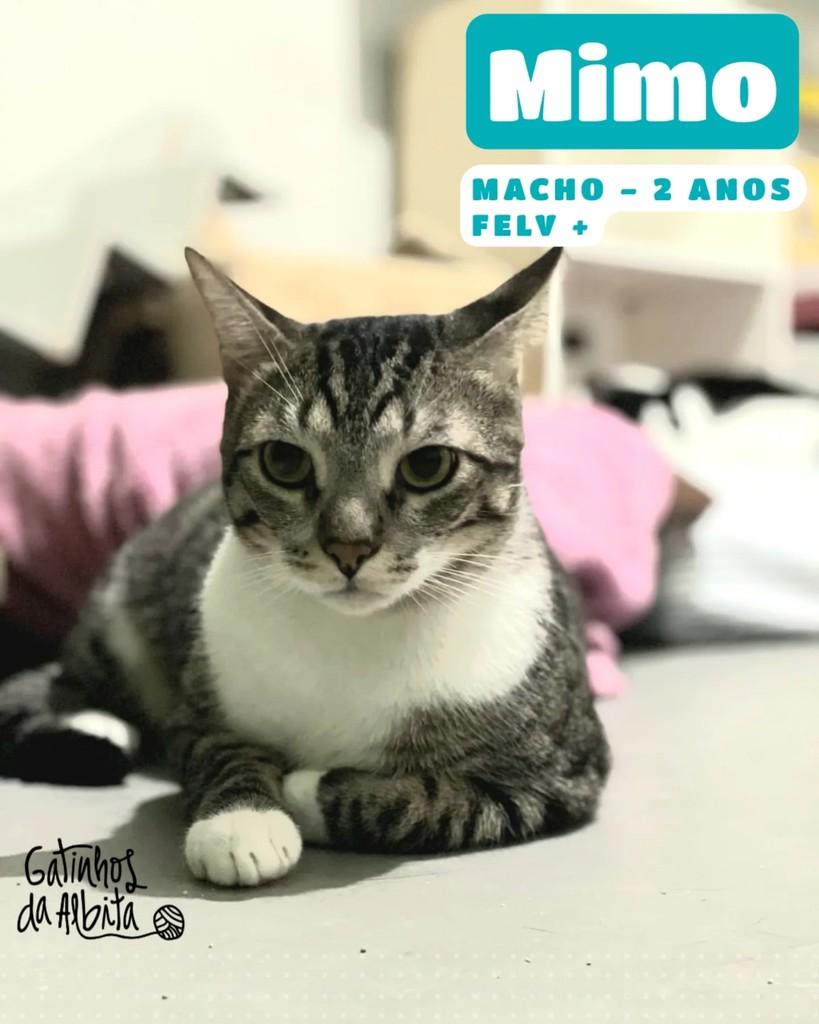 Mimo, gato de porte médio para adoção em Belo Horizonte - MG