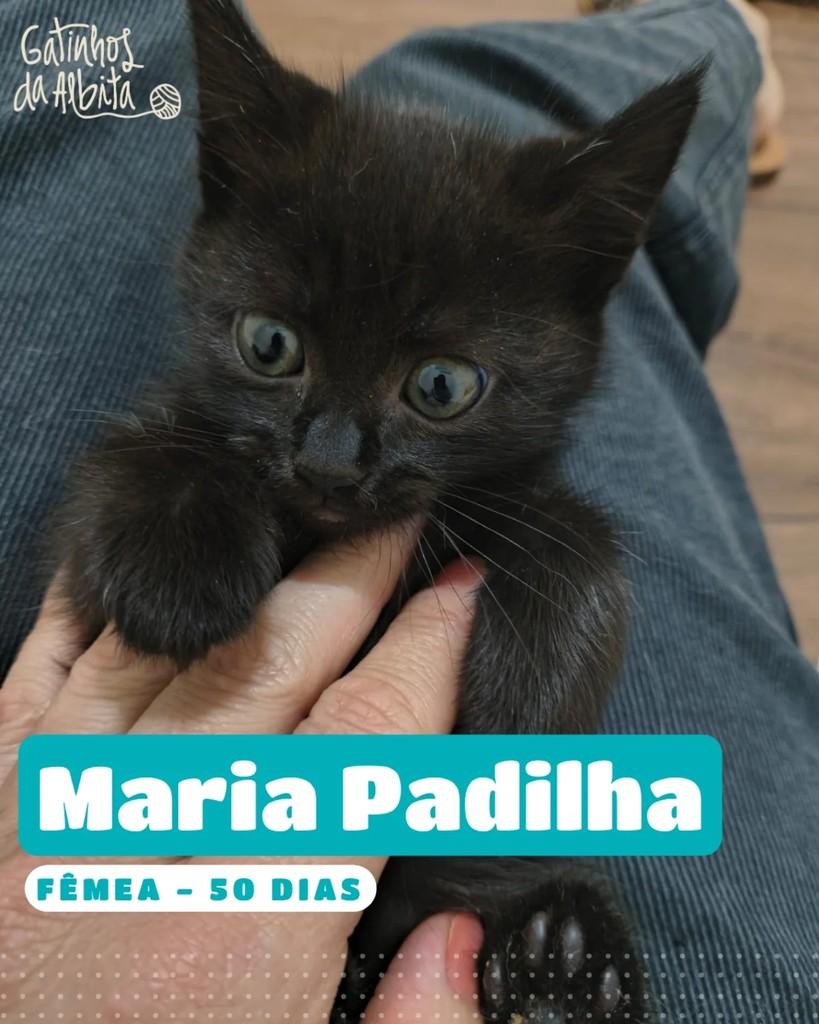 Maria Padilha, gato para adoção em Belo Horizonte - MG