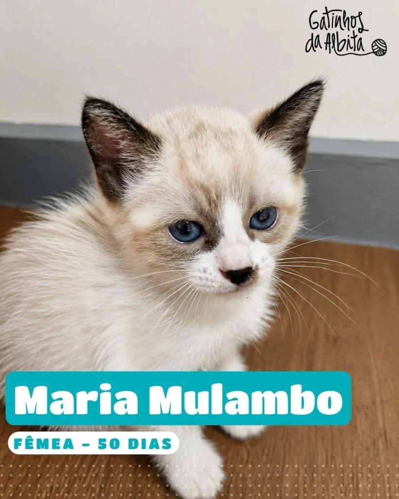 Maria Mulambo, gata de porte pequeno para adoção em Belo Horizonte - MG