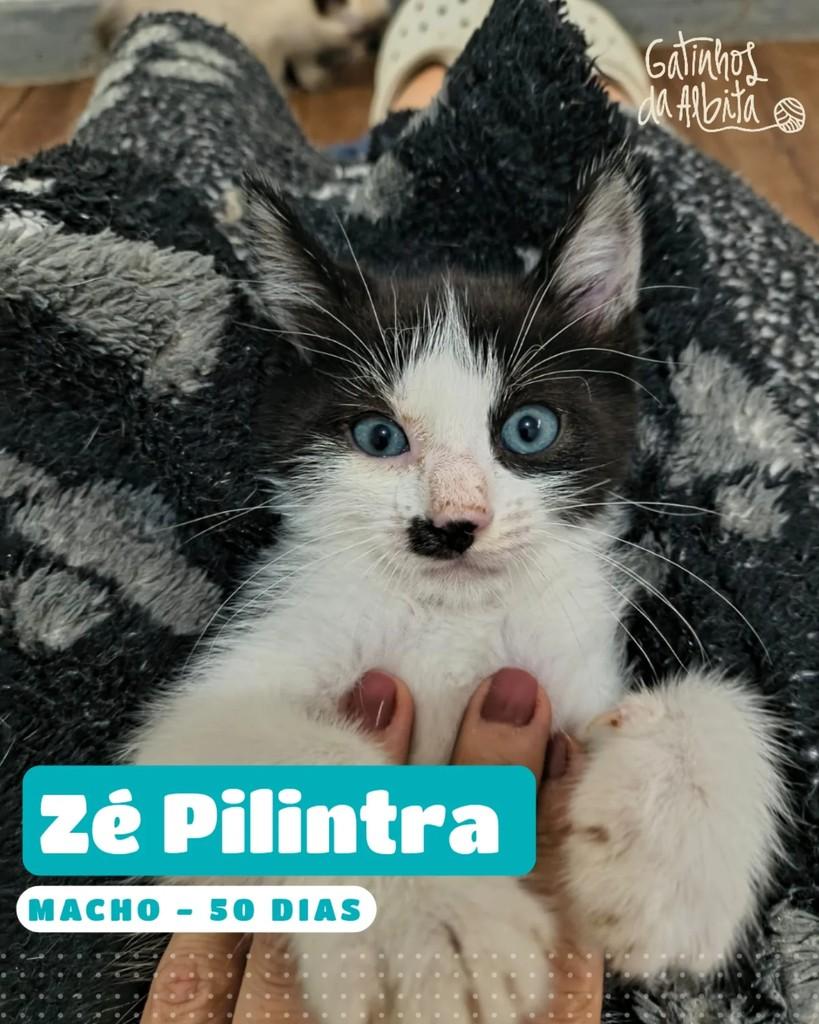 Zé Pilintra, gato de porte pequeno para adoção em Belo Horizonte - MG
