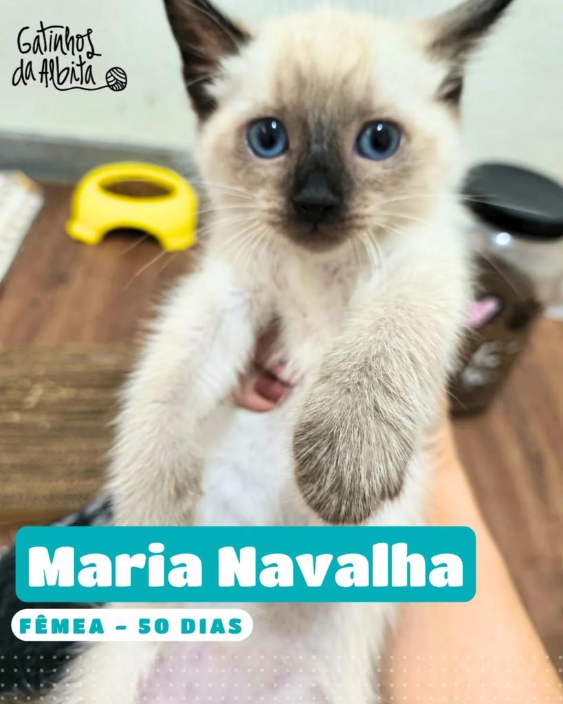 Maria Navalha, gato para adoção em Belo Horizonte - MG