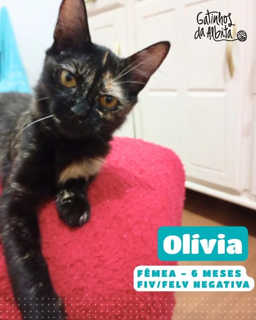 Olívia, gata para adoção em Belo Horizonte - MG