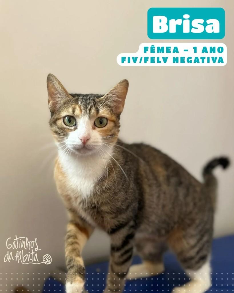 Brisa, gata de porte pequeno para adoção em Belo Horizonte - MG