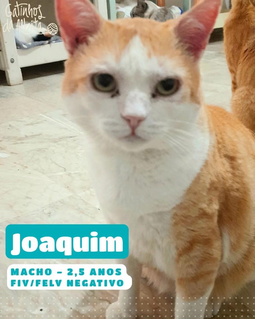 Joaquim, gato de porte médio para adoção em Belo Horizonte - MG