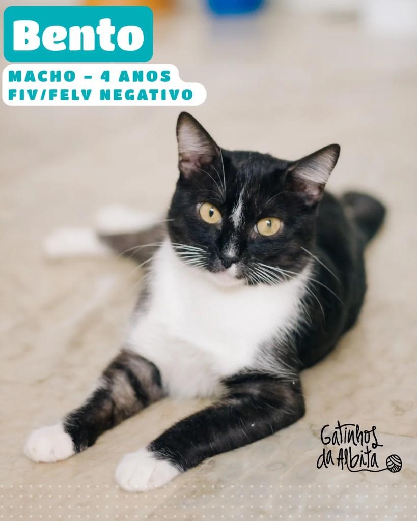 Bento, gato de porte médio para adoção em Belo Horizonte - MG