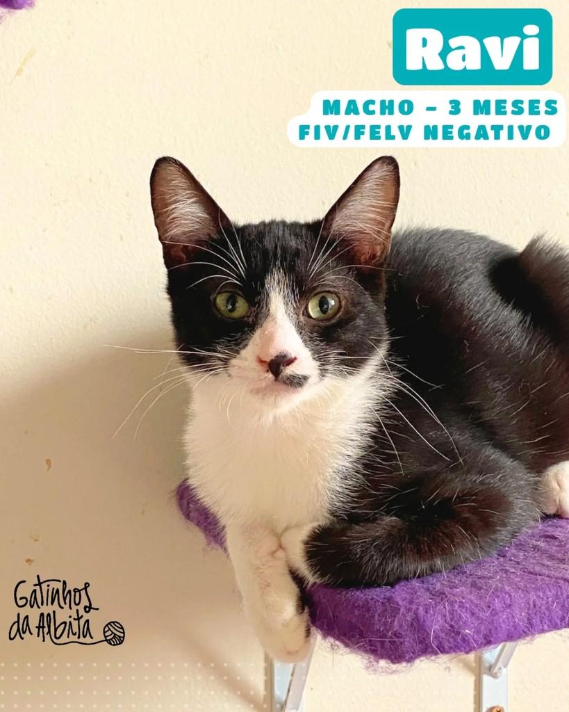 Ravi, gato para adoção em Belo Horizonte - MG