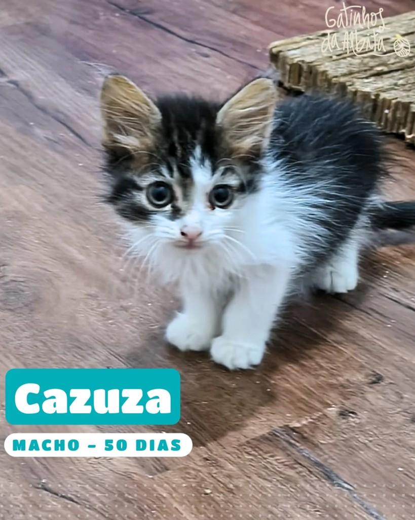 Cazuza, gato de porte pequeno para adoção em Belo Horizonte - MG